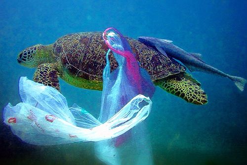可分解塑胶袋「假的」?消基会呼吁政府明订规范